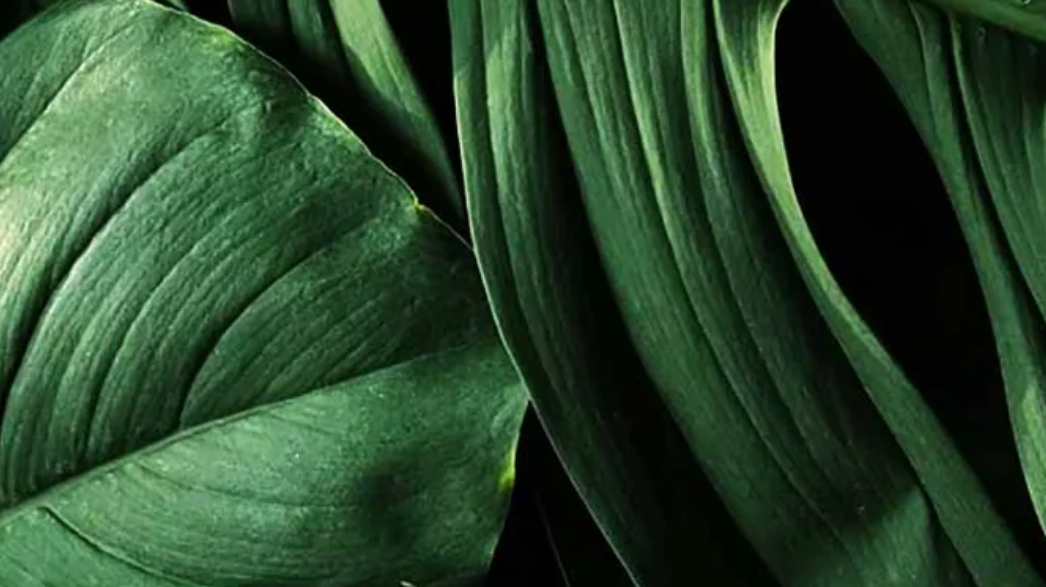 Embrace Earth Day Every Day with Natural Wunderz